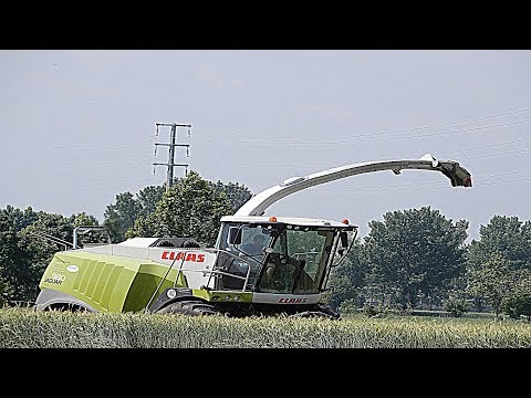 Claas Jaguar 980 + Domai MPD 611 - Gavazzoni S.R.L. - Wheat silage 2018