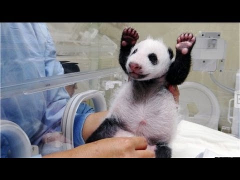 Mamá panda ve a su hijo por primera vez