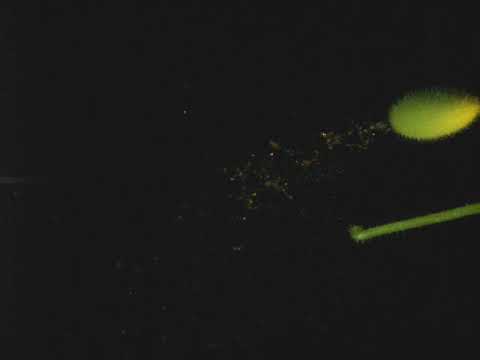 驚異の種子発射能力をもつテッポウウリの謎を解明 | カラパイア