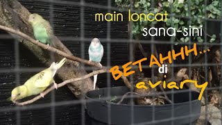 Download lagu Local Parakeet Diligently Cries at Aviary #aviaries #parrotbird mp3