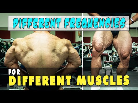 Different Training Frequencies for Different Muscles