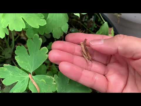 , title : 'Semilla de aquilegia o columbine'