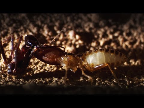 Ants Attack Termite Mounds | Natural World: Ant Attack | BBC Earth