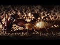 Ants Attack Termite Mounds Natural World Ant Attack BBC Earth