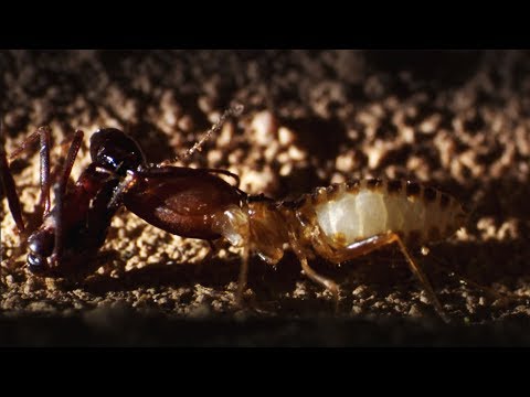 Thumbnail of the video: Ants Attack Termite Mounds | Natural World: Ant Attack | BBC Earth