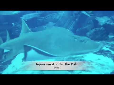 AQUARIUM ATLANTIS THE PALM DUABI , LOST CHAMBERS AQUARIUM , ATLANTIS THE PAM , DUBAI