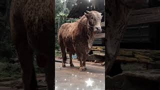 Download lagu NOT COW IRFAN_BUT 2 COWS THIS DISEMB3L1H AT THE RESIDENCE OF IRFAN JUDGE #cow #funnycow #cowjumbo mp3 Download lagu NOT COW IRFAN_BUT 2 COWS THIS DISEMB3L1H AT THE RESIDENCE OF IRFAN JUDGE #cow #funnycow #cowjumbo mp3