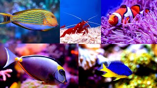 Marine fish Shop in India || Saltwater fish