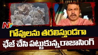 BJP MLA Raja Singh Chased & Caught Illegal Cow Transportation