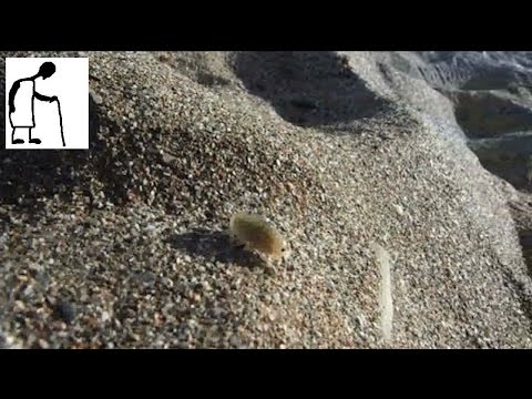 Visitor on the beach - Sand Hopper - Talitrus Saltator