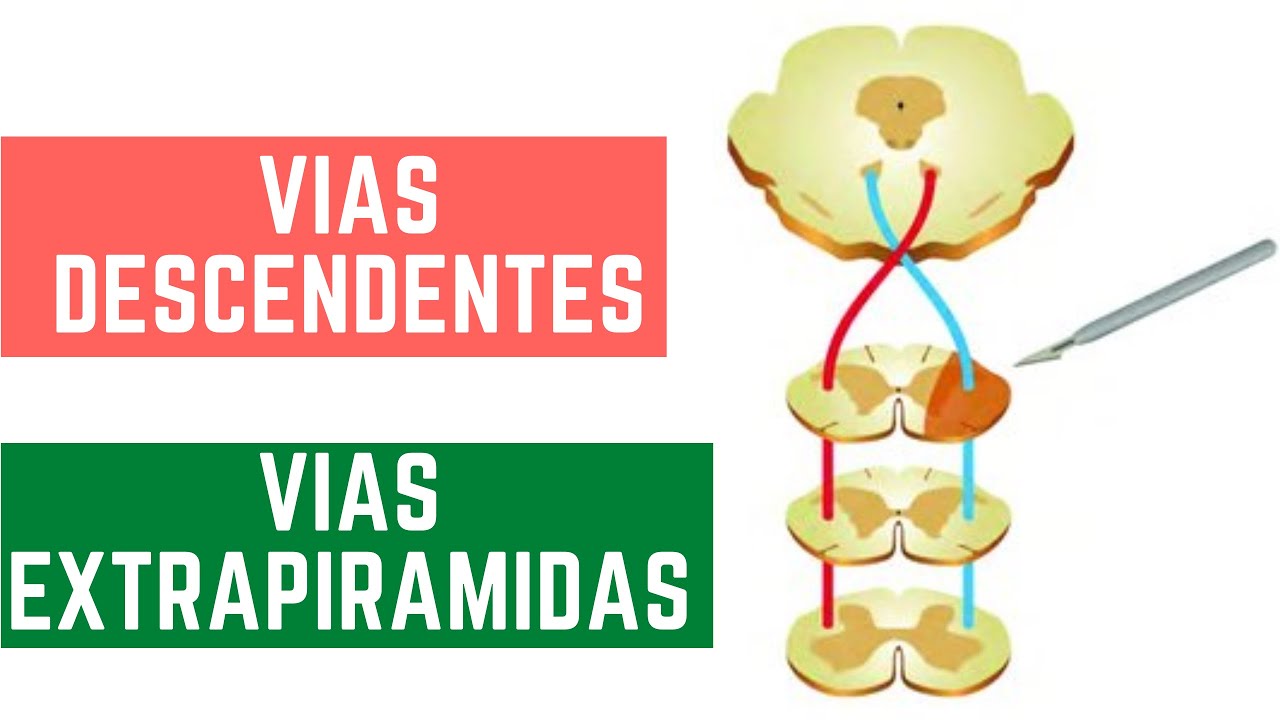NEUROANATOMIA VIAS DESCENDENTES - VIAS EXTRAPIRAMIDAS