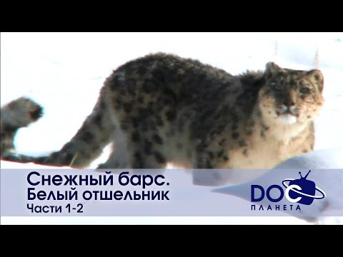 Фото Снежный барс. Белый отшельник - Части 1-2 - Документальный фильм - Сборник