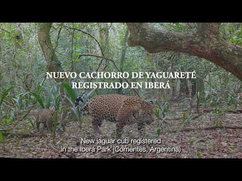 EL YAGUARETÉ NÚMERO 17 YA HABITA IBERÁ