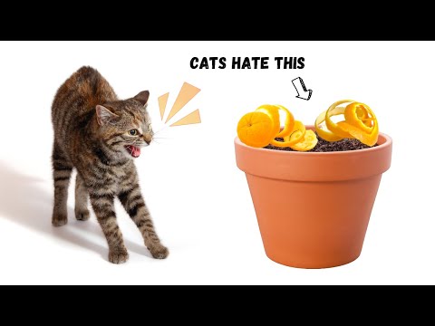 9 CAT HACKS That Will Make Your Life EASIER