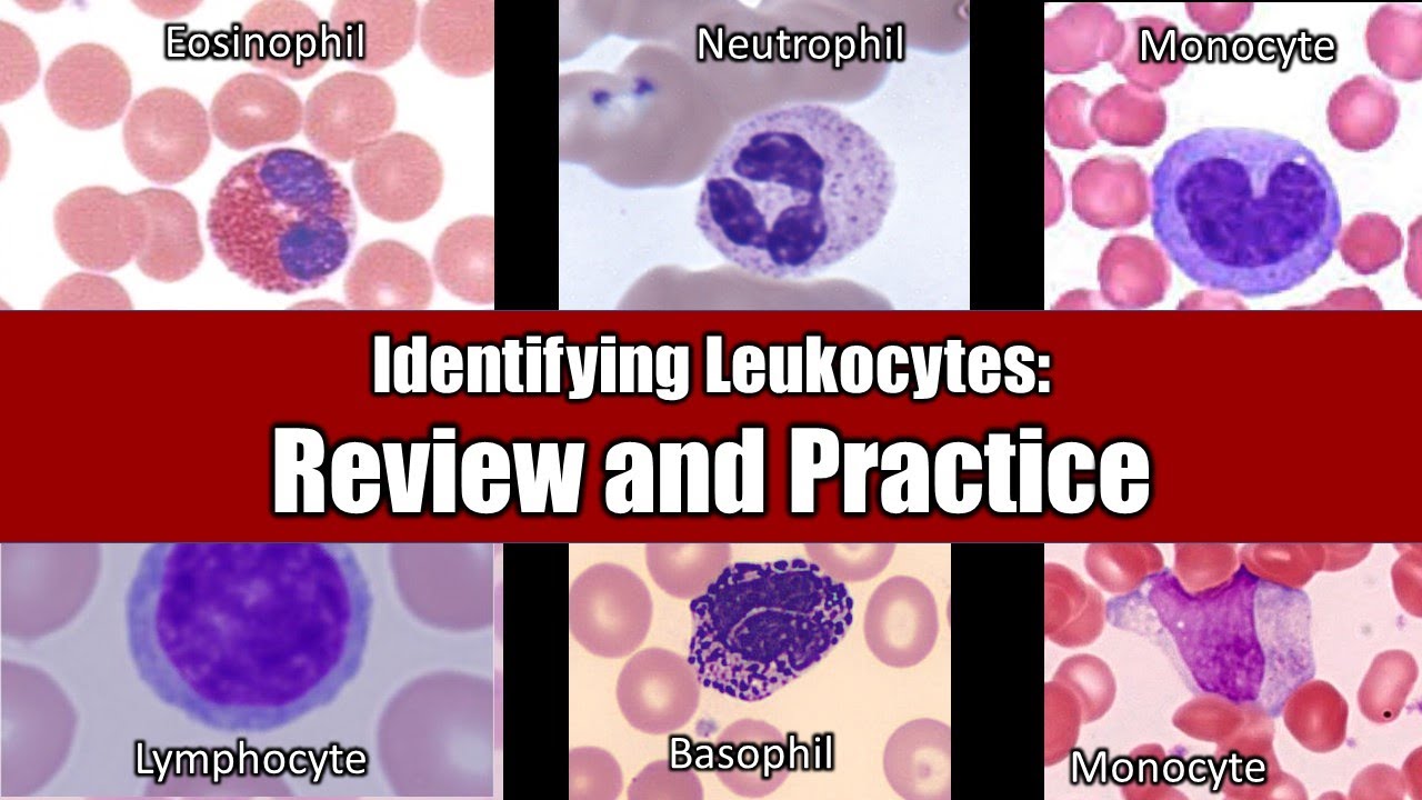 Identifying Leukocytes | Review and Practice