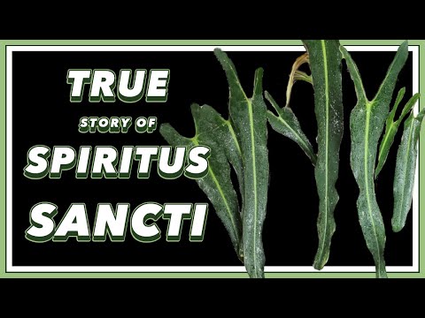 The DRAMA Filled Past of Philodendron Spiritus Sancti | Pretty in Green Documentary