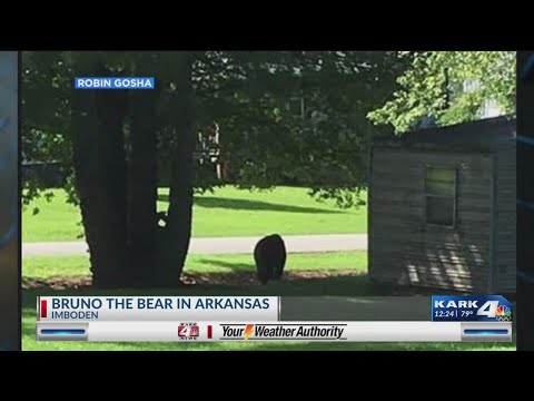 Bruno the Bear spotted in Imboden