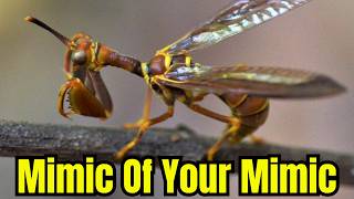 Mantidfly Spider Parasites - Fake Mantises Mimicking Wasps