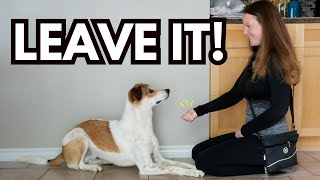How to Train Your Dog to LEAVE IT in 5 Easy Steps