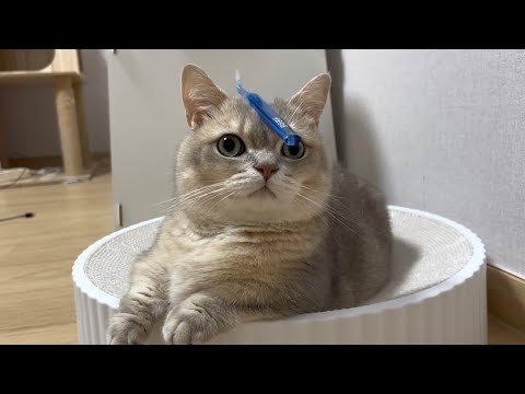 치은염 판정받은 고양이.. 반드시 양치를 시켜야된다..