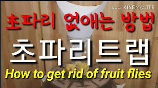 초파리 없애는 방법.초파리 퇴치.초파리트랩 How to get rid of fruit flies