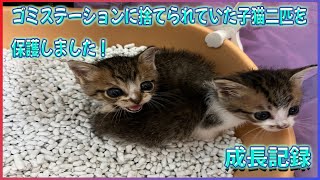 ゴミステーションに捨てられていた子猫二匹を保護しました！成長記録