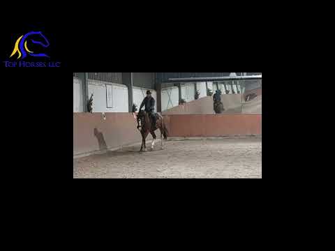 2017 DSP gelding by Peppermint Blue  Schooling with older gentleman  FOR SALE