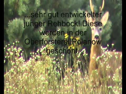 Ein Rehbock - "Achter" wird erlegt.