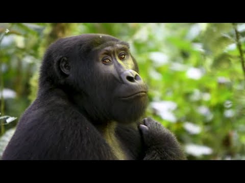 Video Vorschau