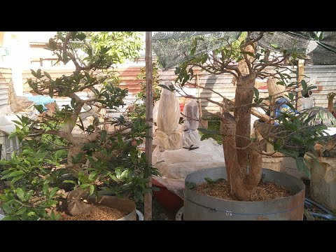 Thay chậu, thay chất trồng cho cây mai rất đơn giản / Hữu Mai Vàng