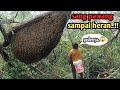 First Record For Super Thick Honey Harvest Automatically Melts Completely Apisdorsata Naturalh