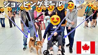 【海外愛され柴犬】海外で大人気! 柴犬がショッピングモールでカナダ人シニアの方へ癒しの時間を届けます♪【海外の反応】
