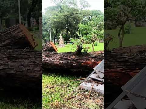 🌳 Un enorme árbol cayó tras la fuerte tormenta en Resistencia