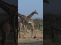 Giraffes Are Lightning Magnets!