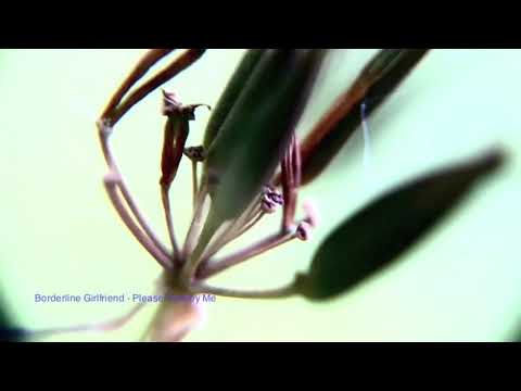 Borderline Girlfriend  - Please Destroy Me (Tour De Traum XV)