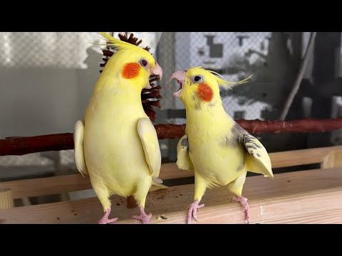The FUNNIEST Parrots On The Internet 🤣 Funny Animals Video