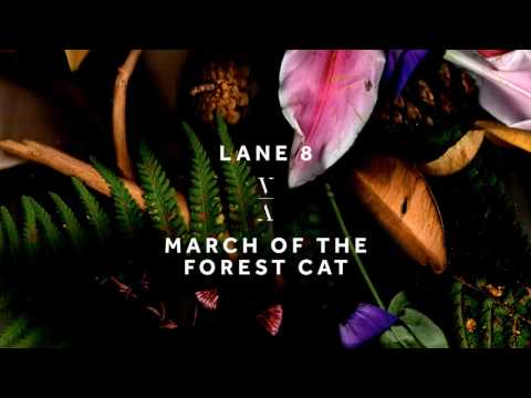 Lane 8 - March of the Forest Cat