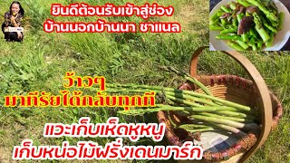 เลิกงานแวะหาของฟรี!#เก็บเห็ดหูหนู #เก็บหน่อไม้ฝรั่ง ทำอาหารเย็น #เก็บผักผลไม้ต่างแดน #เมียฝรั่ง