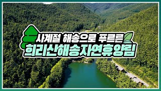 [#온택트숲여행] 사계절 해송으로 푸른 '희리산해송자연휴양림'