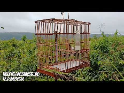 MEU CURIÓ PARDO - PACIÊNCIA E O RESULTADO FOI EXCELENTE - NOVO CONTRATADO PRA TEMPORADA 2026.