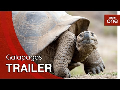 Galapagos - Stikla