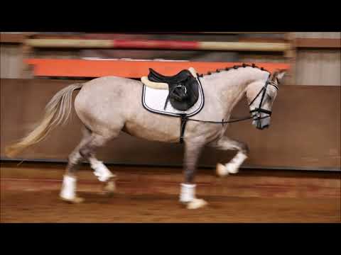 3j Brilliantringstute v. Dating AT x Dressman