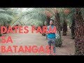 Batangas Dates Farm