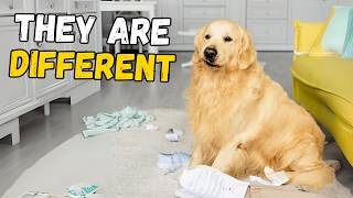 6 Ways Golden Retrievers are Different from Other Dogs