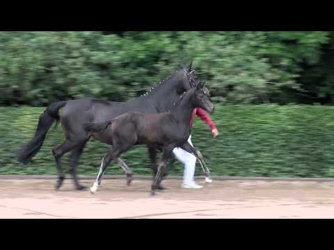 KN 46 SF v. Quality - Cornet Obolensky