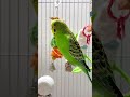 Happy budgie sounds 🥰💚💛 #budgies #parakeet #budgiesounds #birdlife