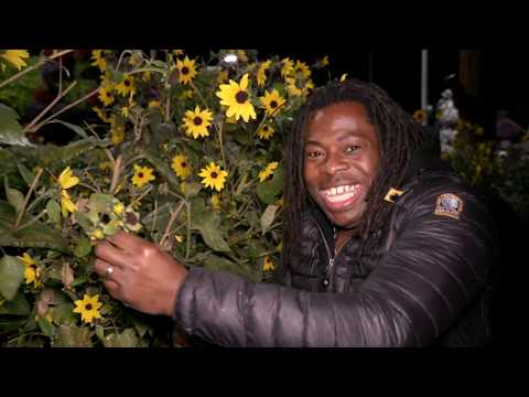 Dubai's Miracle Garden - BBC Travel Show