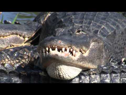 image-What is a food chain in the Great Plains?