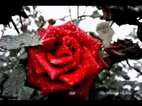 Amor é Decisão - Ricardo Sá