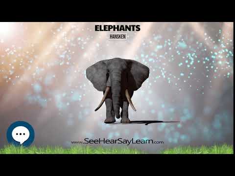 Hansken 🐘🌴🐘 All Things Elephants 🐘🌴🐘